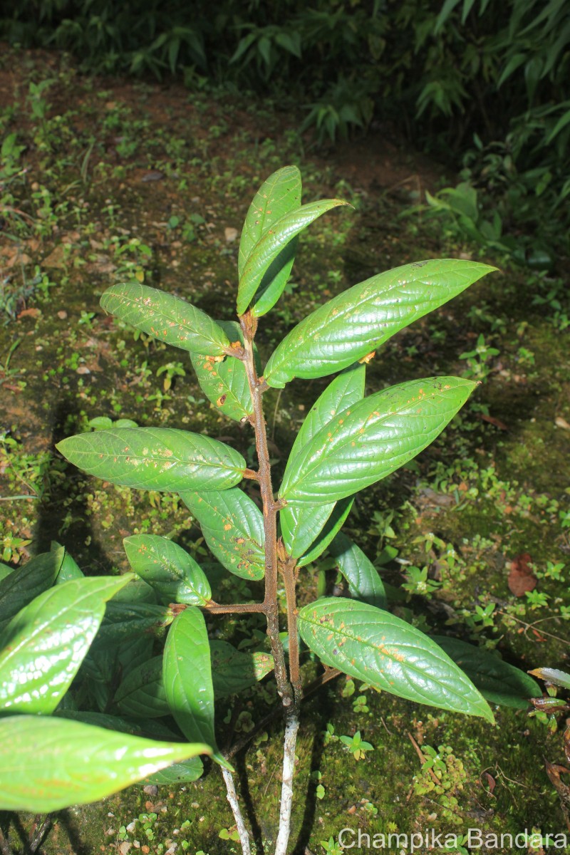 Symplocos macrophylla Wall. ex DC.
